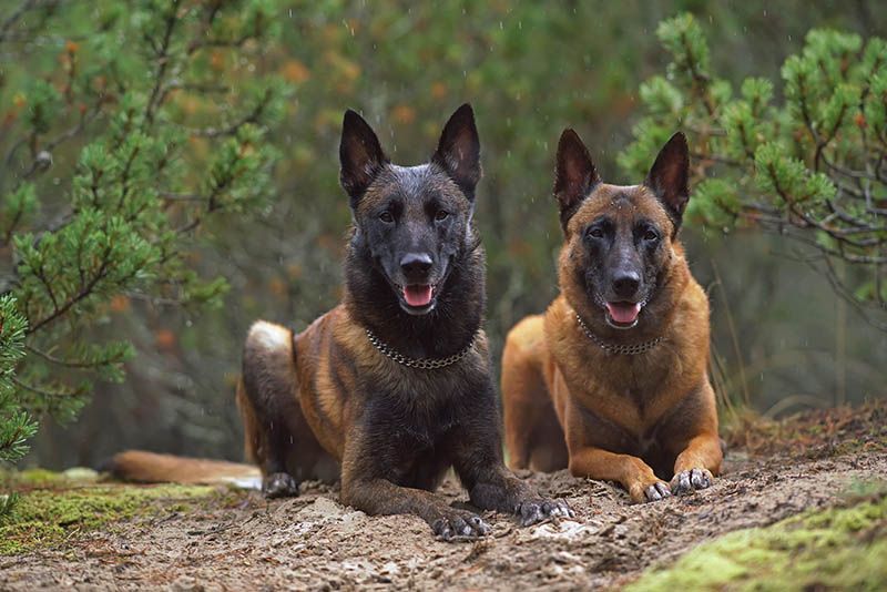 Belgian Malinois 