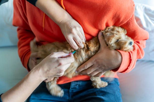 How Much Does it Cost to Microchip a Dog?