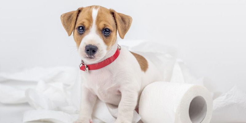 Potty Training for Dogs