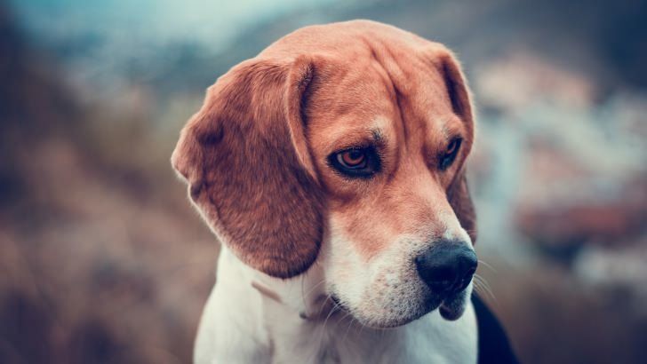 Are Beagles Hypoallergenic