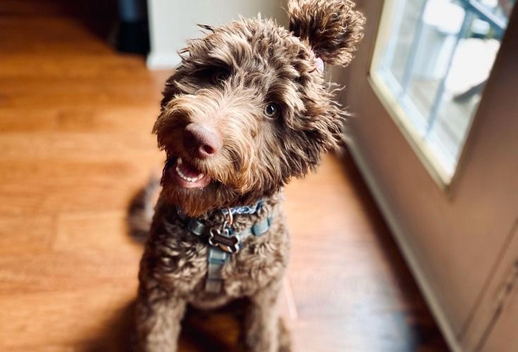 are labradoodle good family dogs