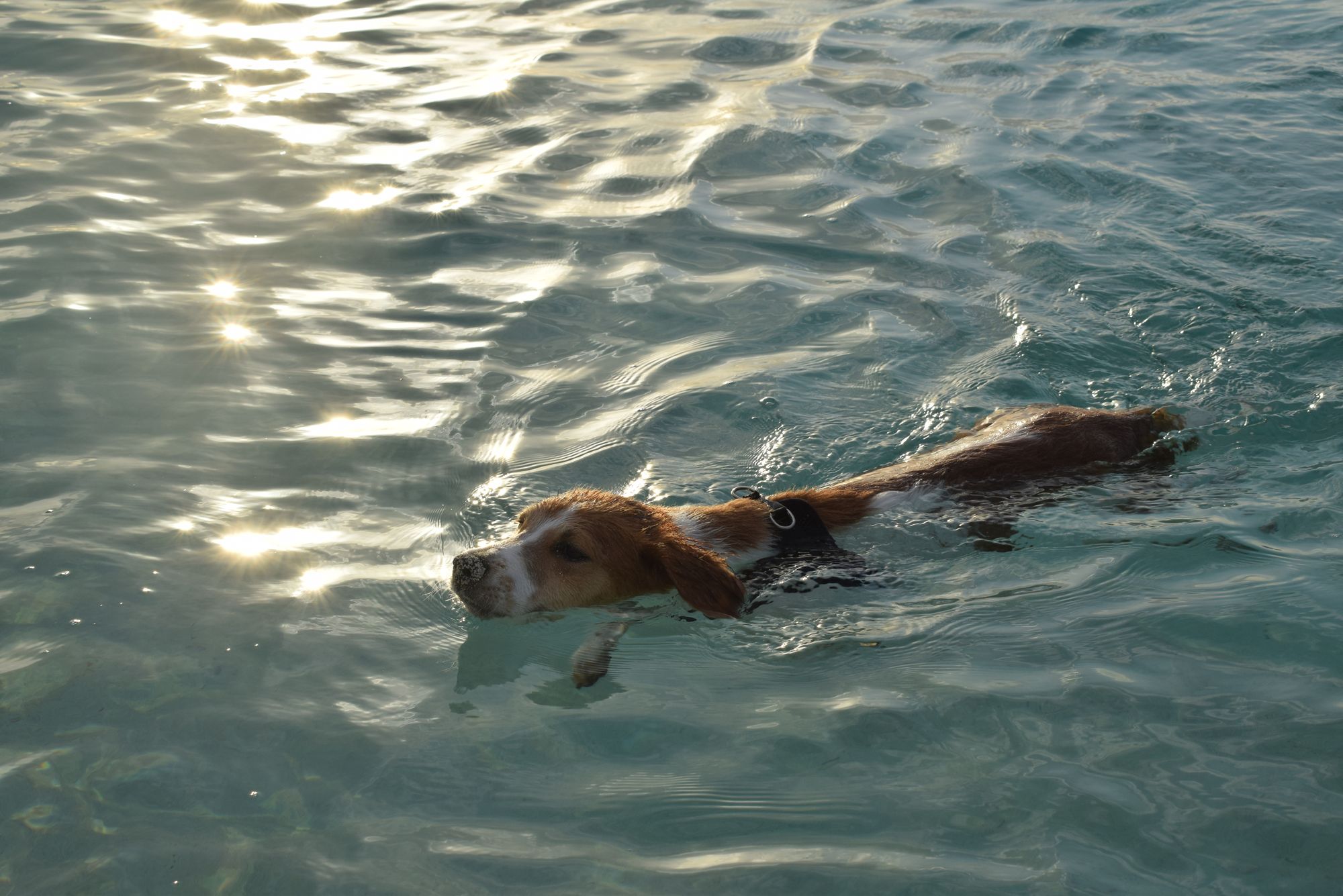 Can Beagle Dogs Swim