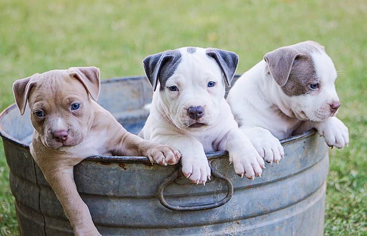 how many puppies can a pit bull have