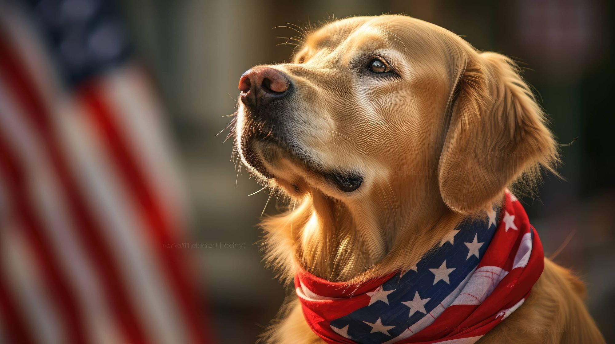 golden retriever long hair