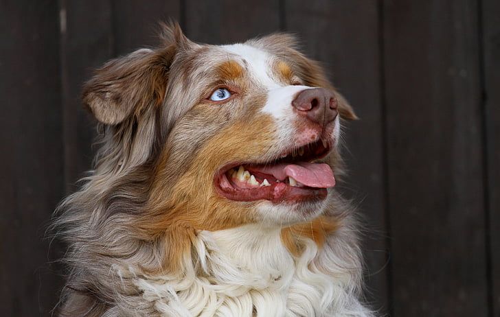 Red Merle Border Collie