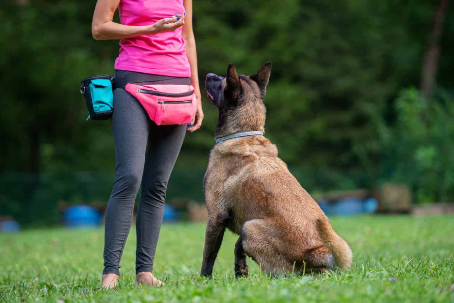 Train a Belgian Malinois