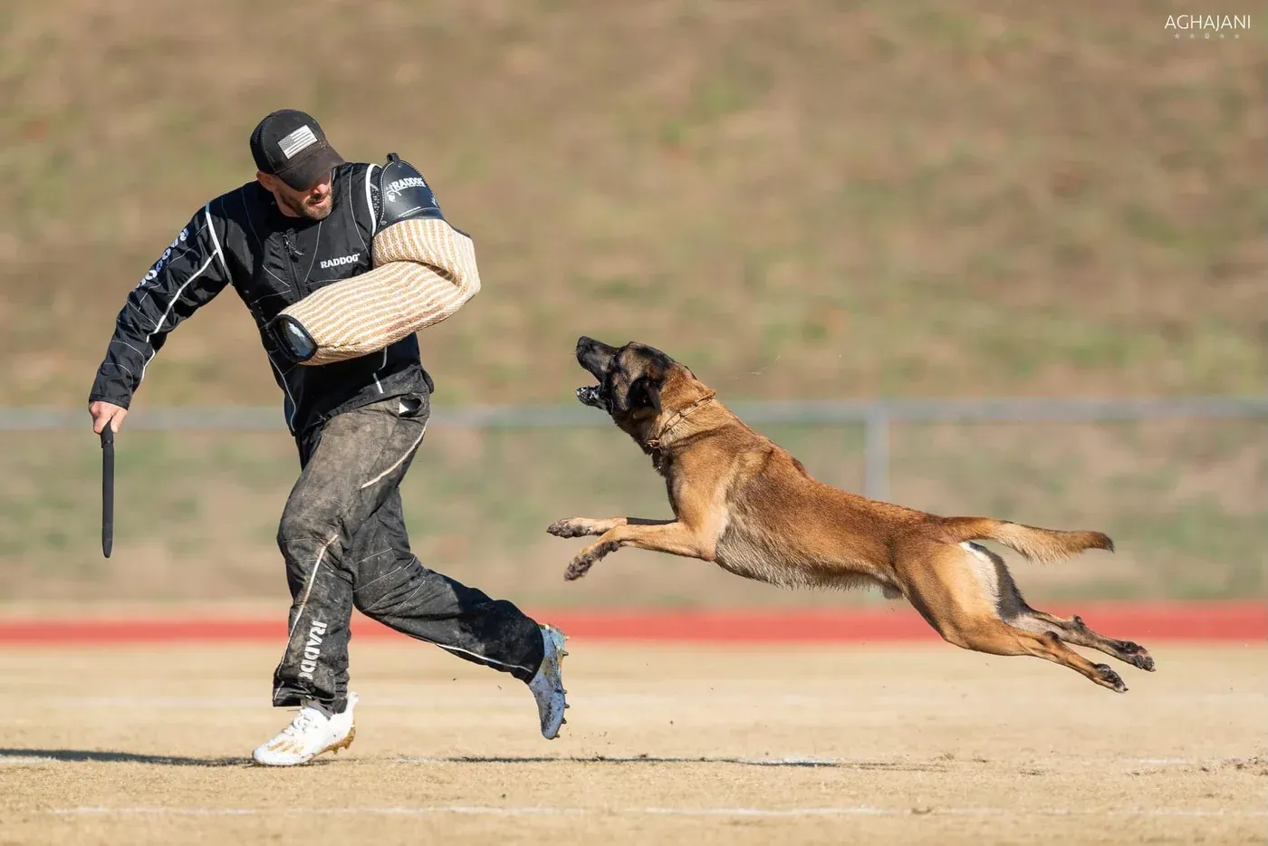 Belgian Malinois Training