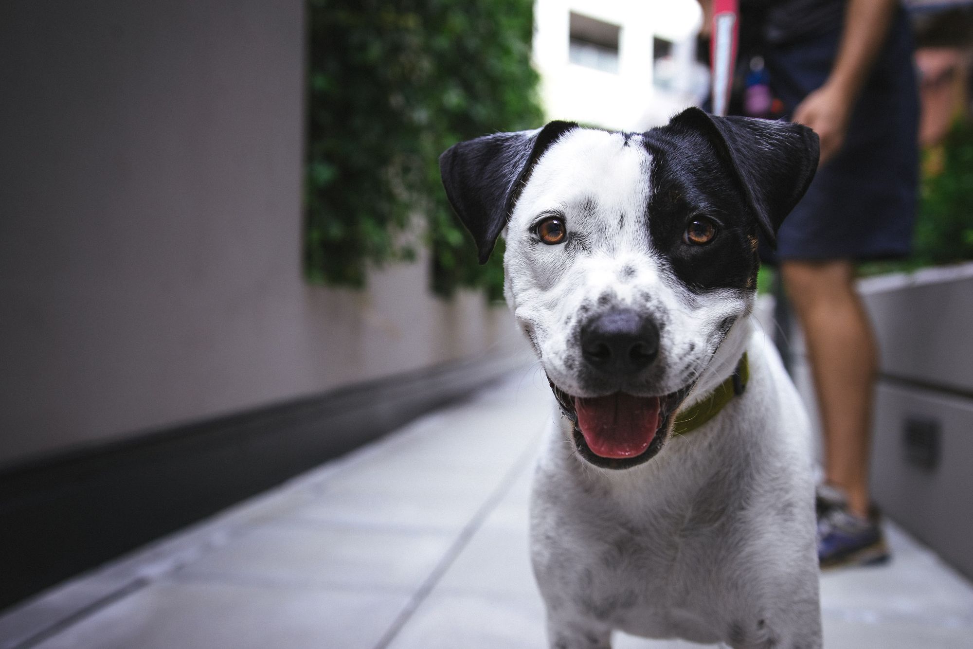 Why Do Dogs Circle before they poop