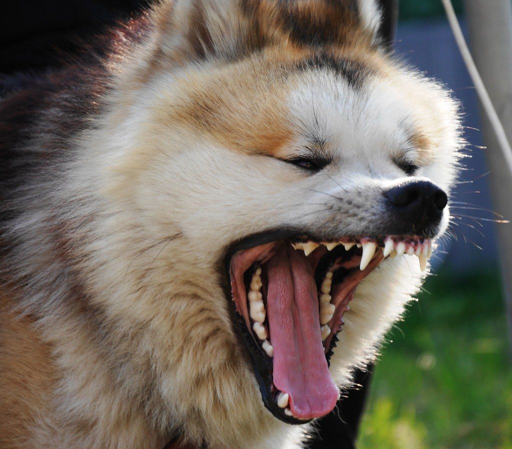 Why Does My Dog Yawn when I Pet Him: Reasons & Signals