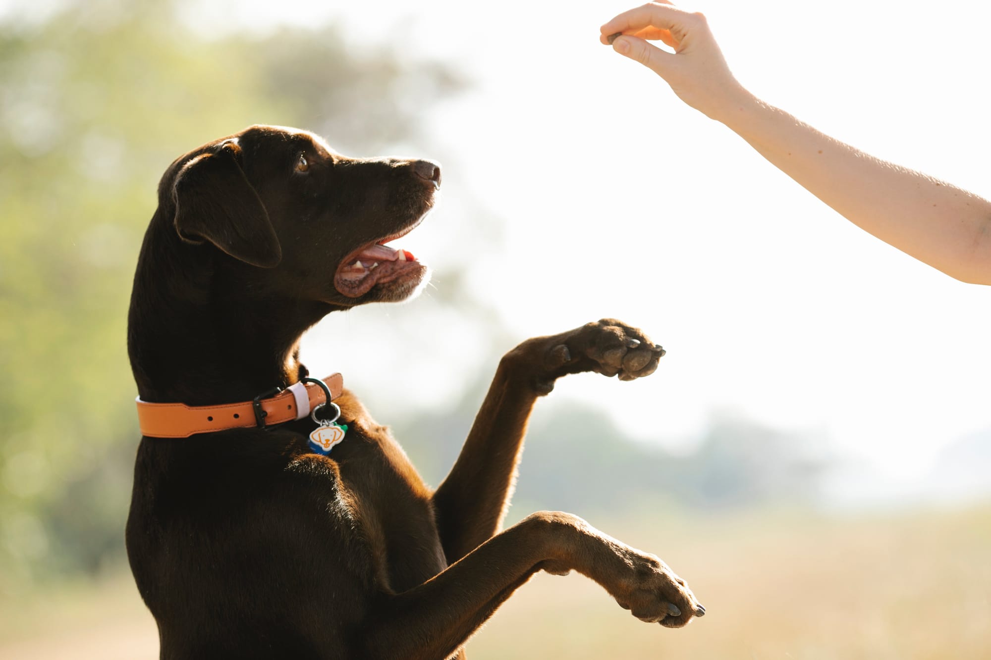 Pittsburgh's Pooch-Perfect Places: Dog-Friendly Activities