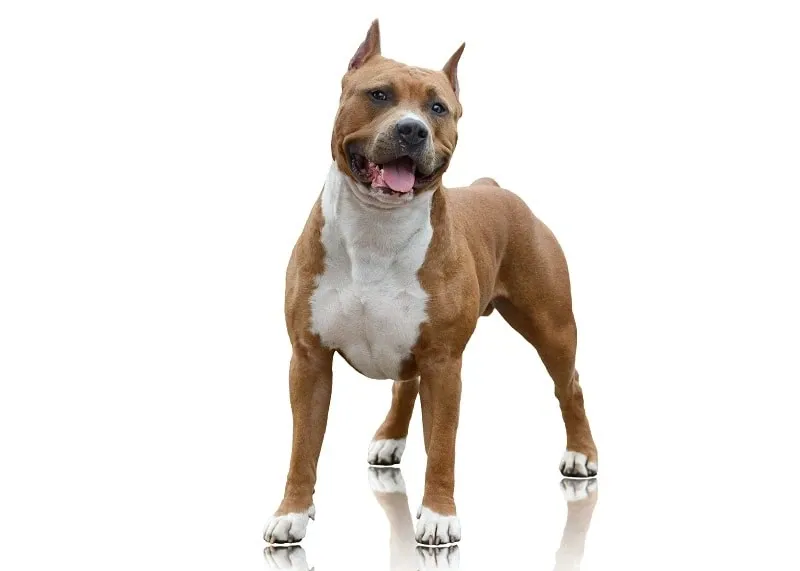 American Staffordshire Terriers 