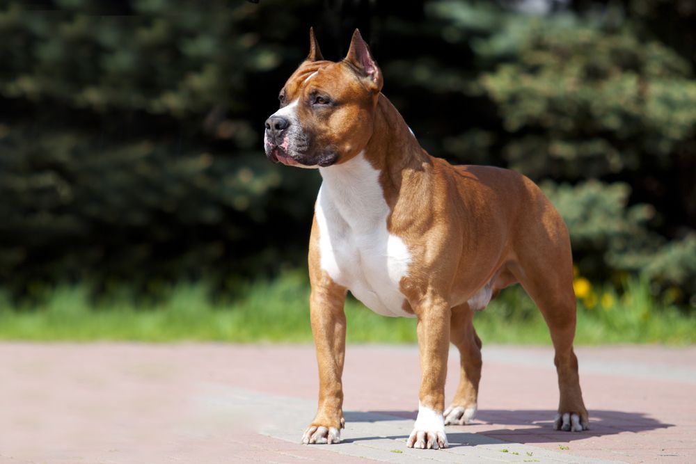 American Staffordshire Terriers