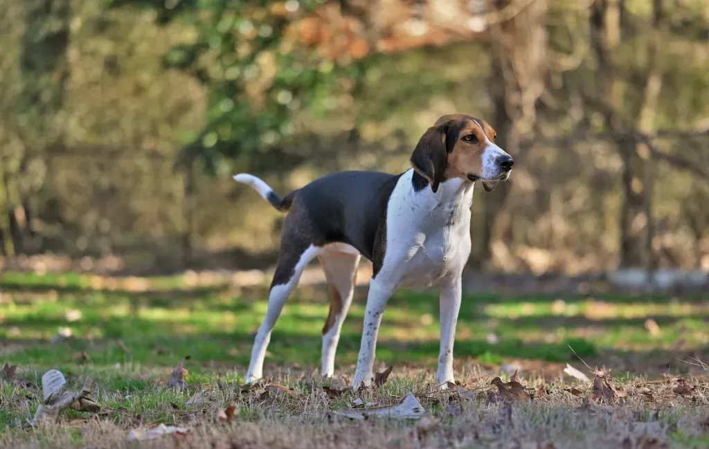 Are Treeing Walker Coonhounds Protective