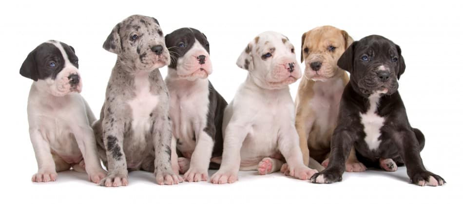 Great Dane Puppies