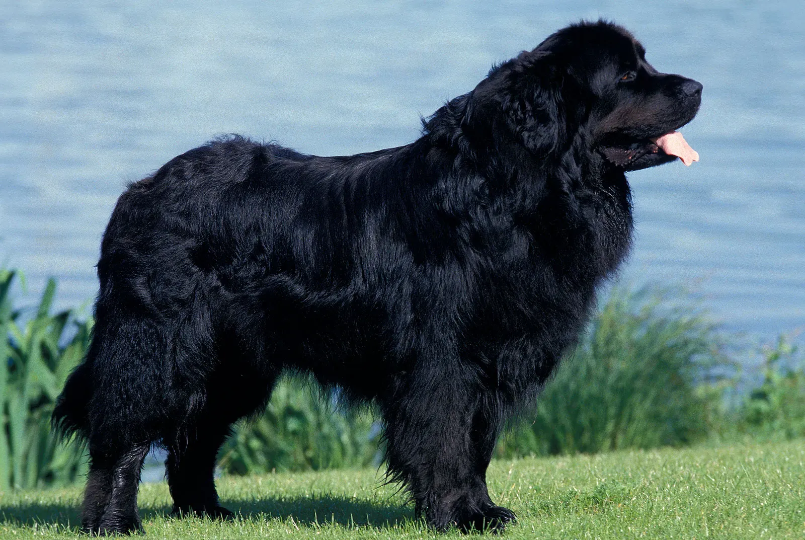 Newfoundland Dogs 