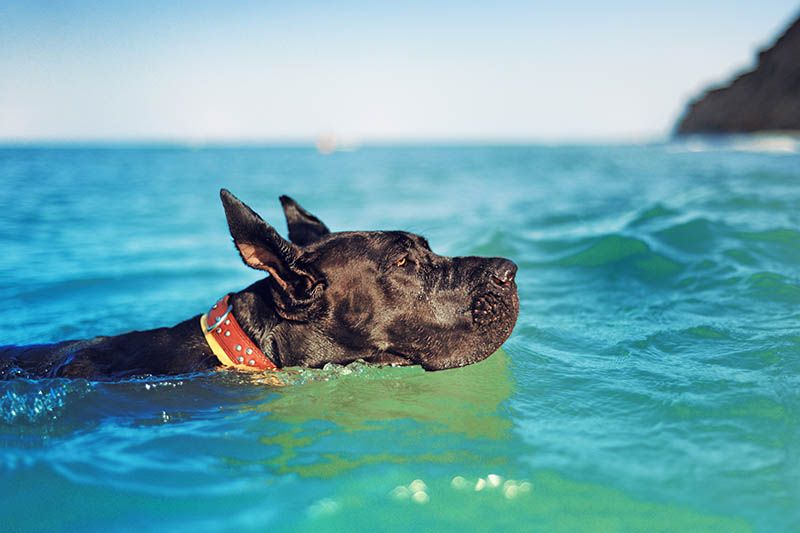 Can Great Danes Swim