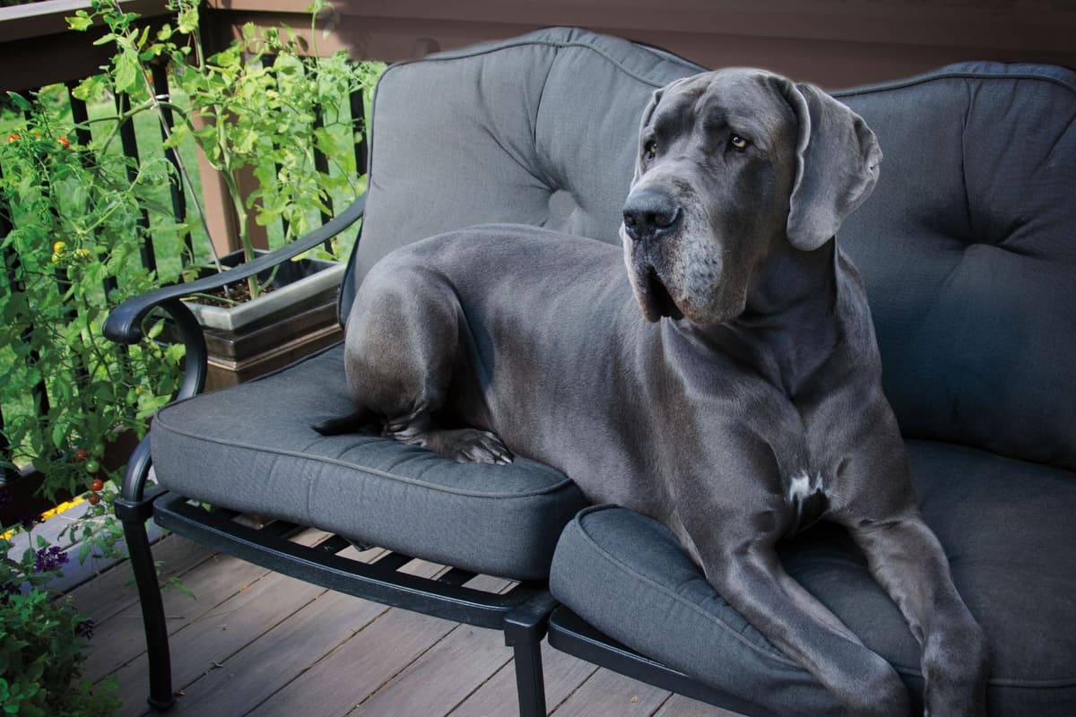 Can Great Danes Be Left Alone