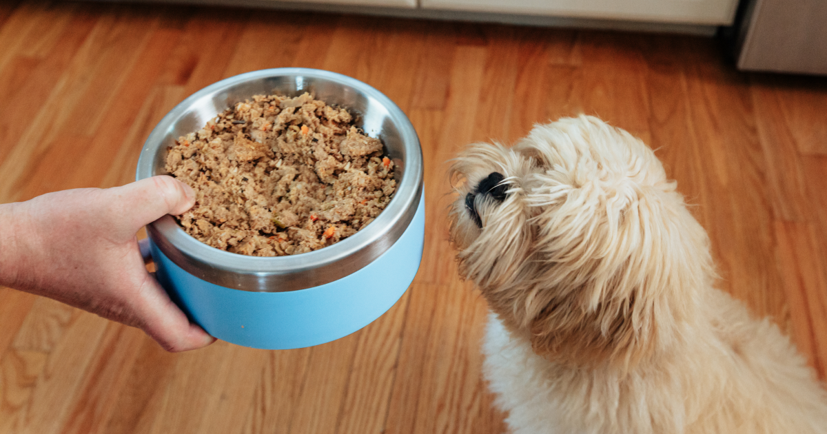 How Much Should I Feed My Puppy?