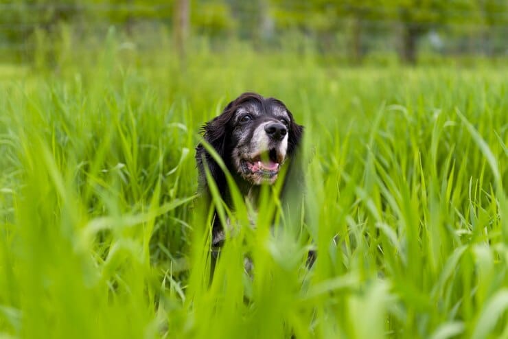 Dutch Tulip Hound