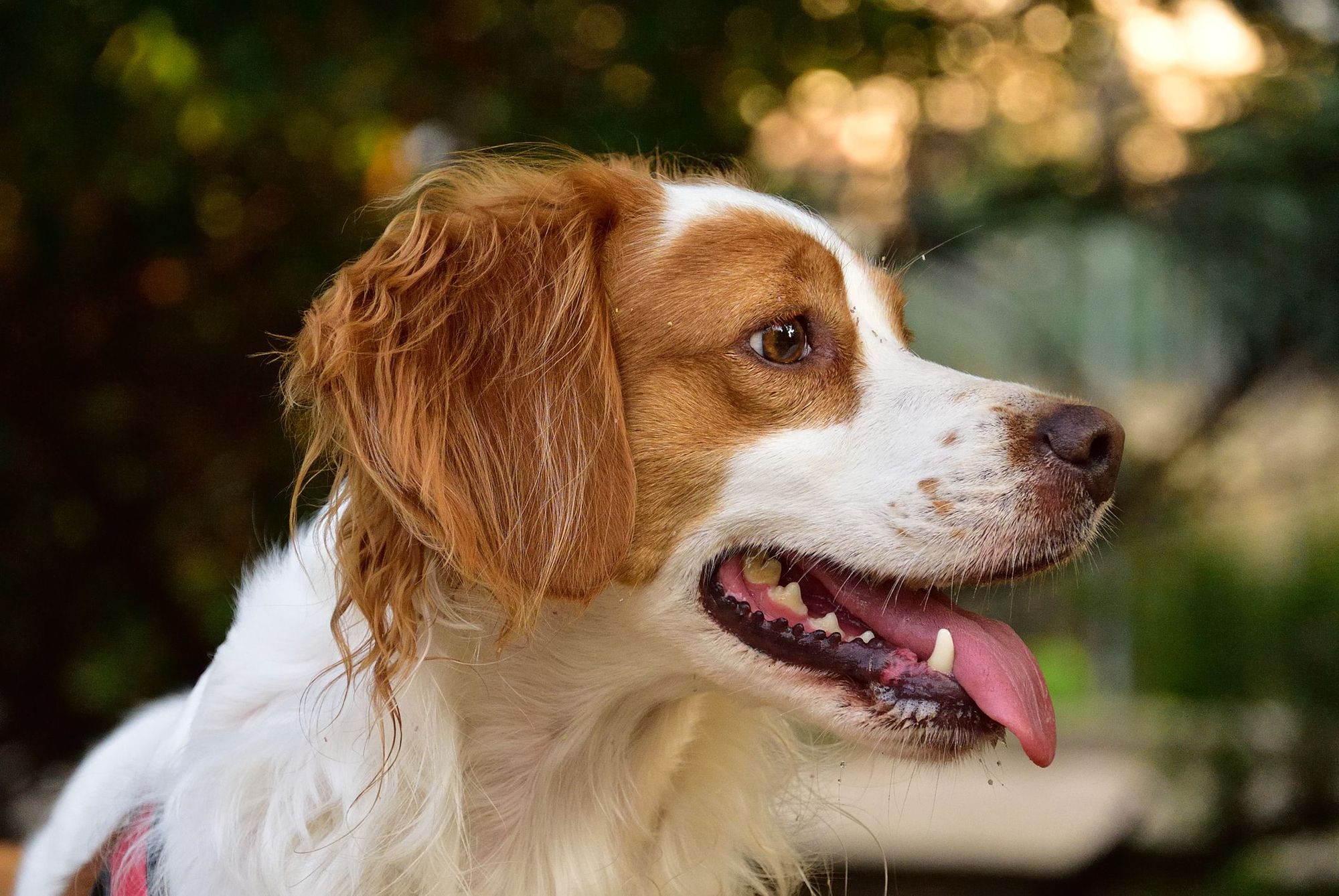 Brittany Spaniels 