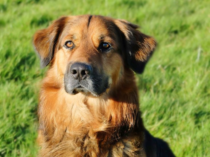 german shepherd golden retriever mix