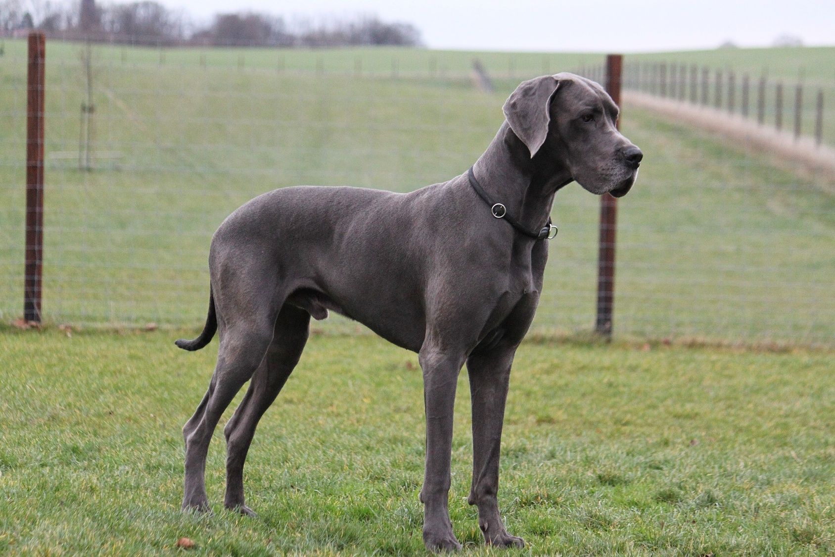 Great Danes Hypoallergenic