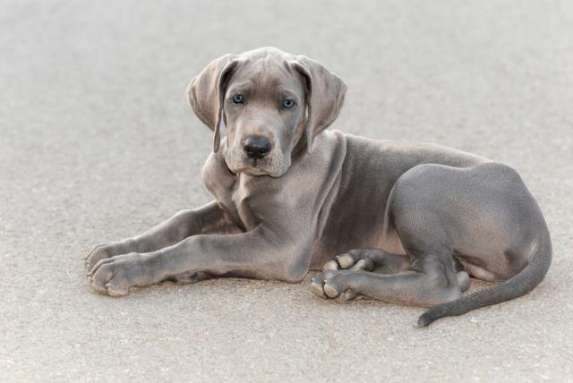  Great Dane puppy