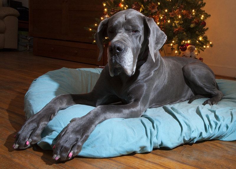 Can Great Danes Live in Apartments