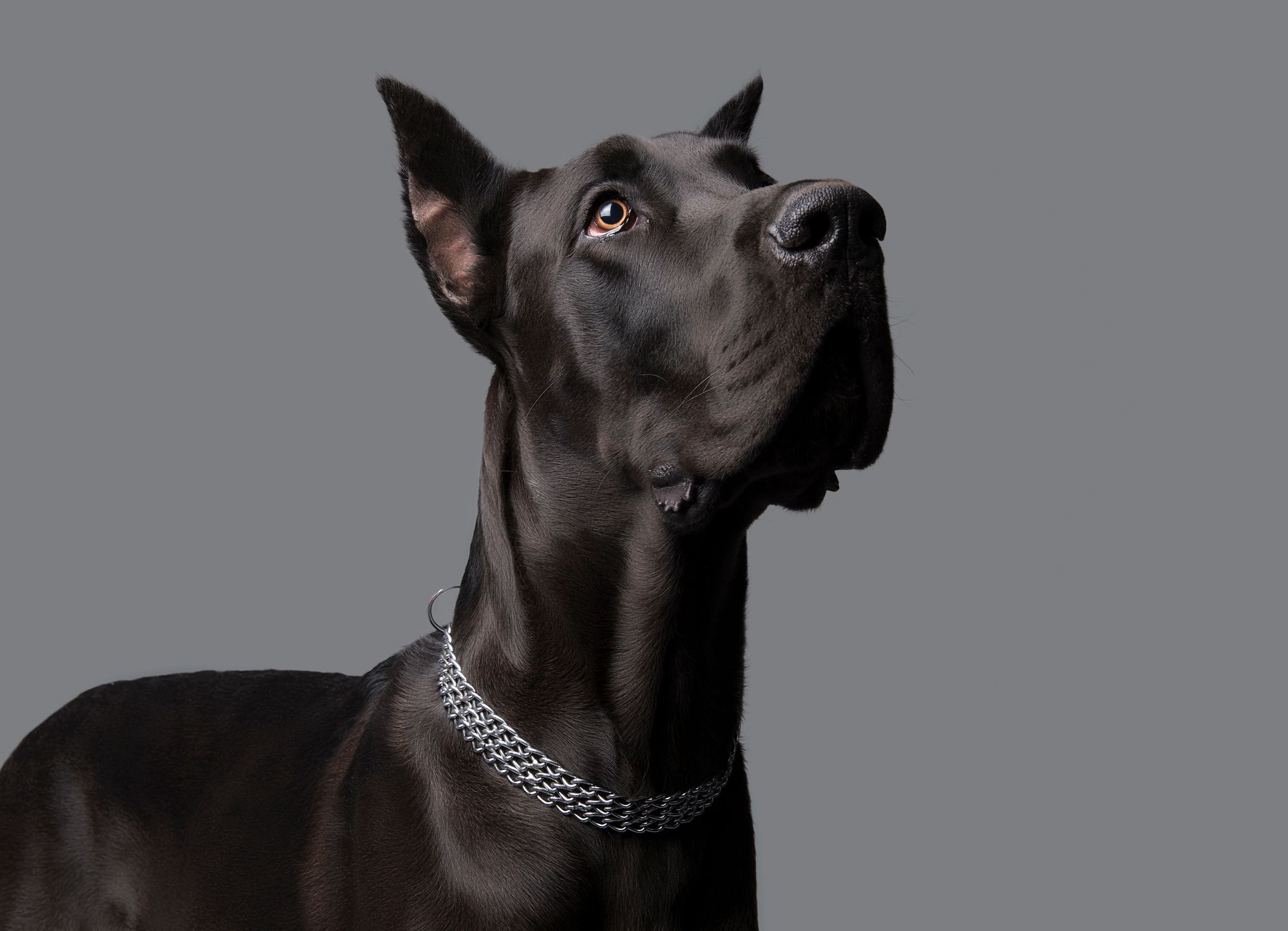 Great Danes