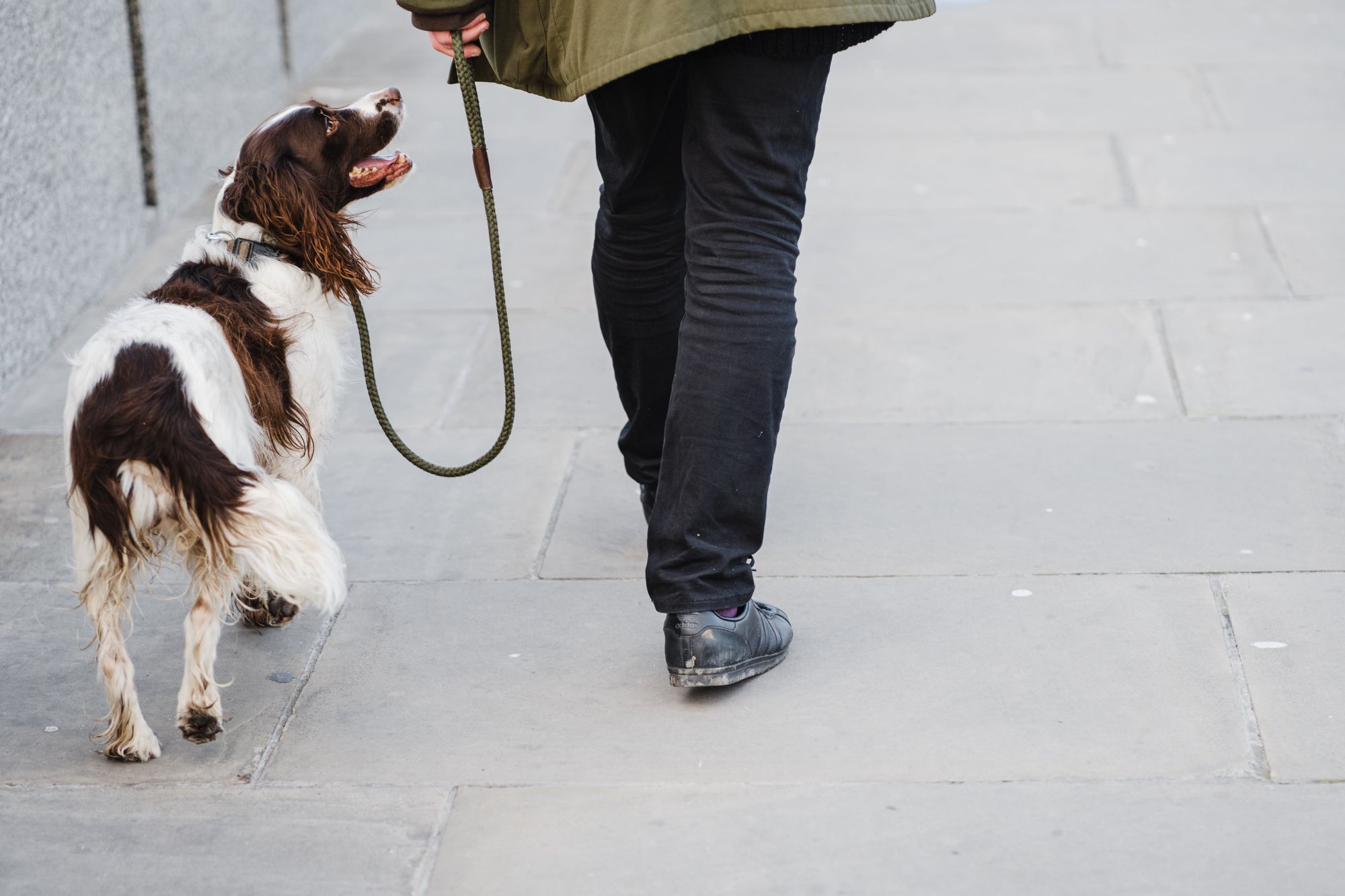 Irish Red and White Setter