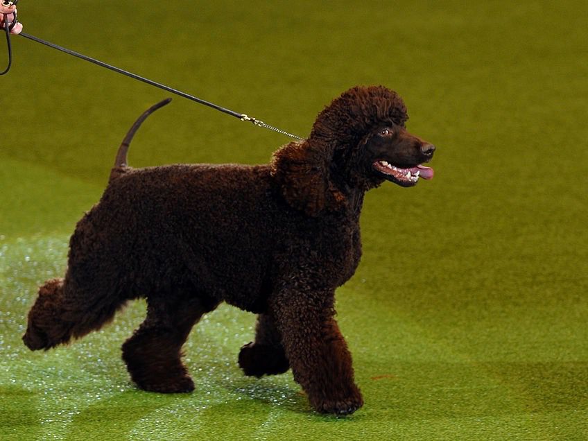 Irish Water Spaniel