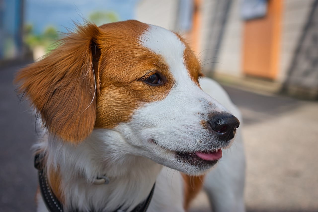 Kooikerhondje