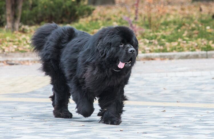 Newfoundland 