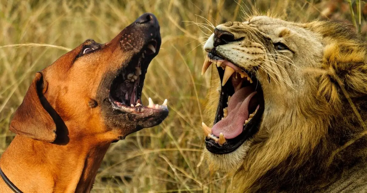 Do Rhodesian Ridgebacks Hunt Lions