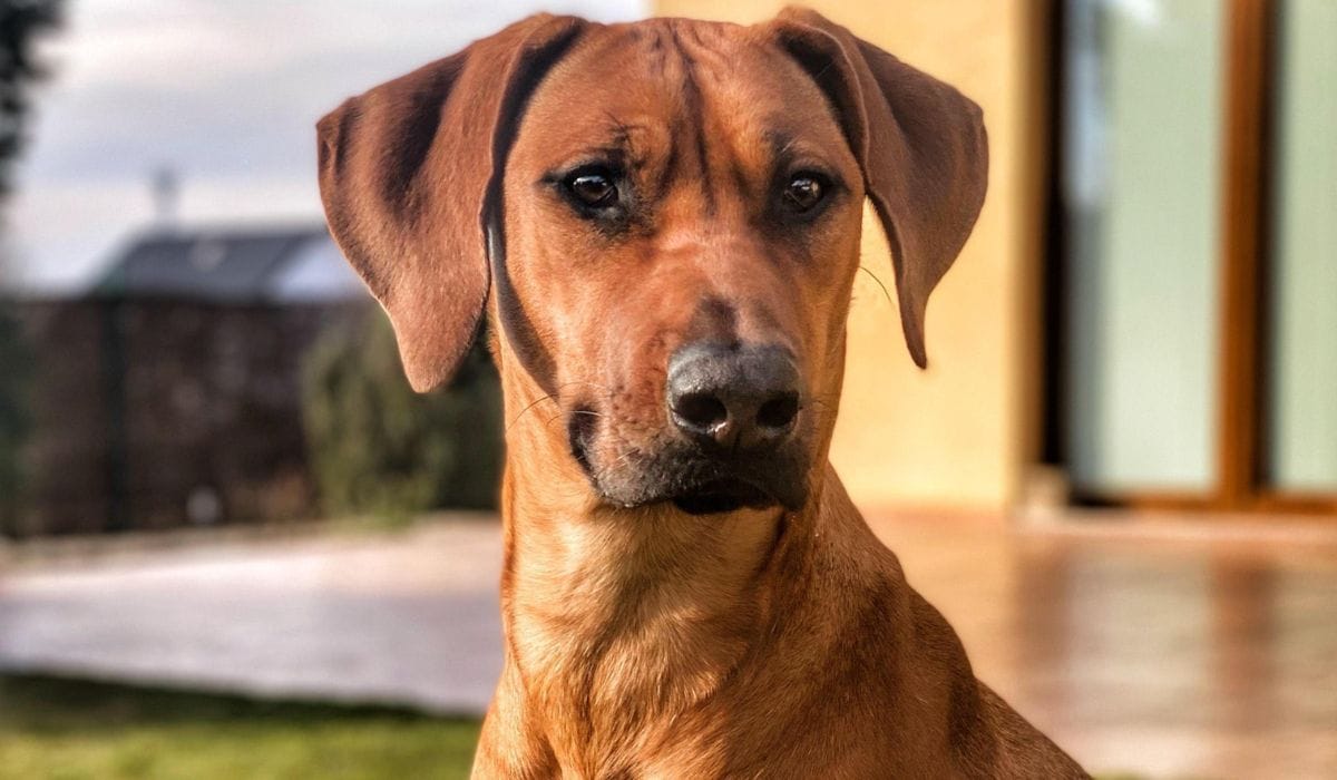Rhodesian Ridgebacks Good for First-Time Owners