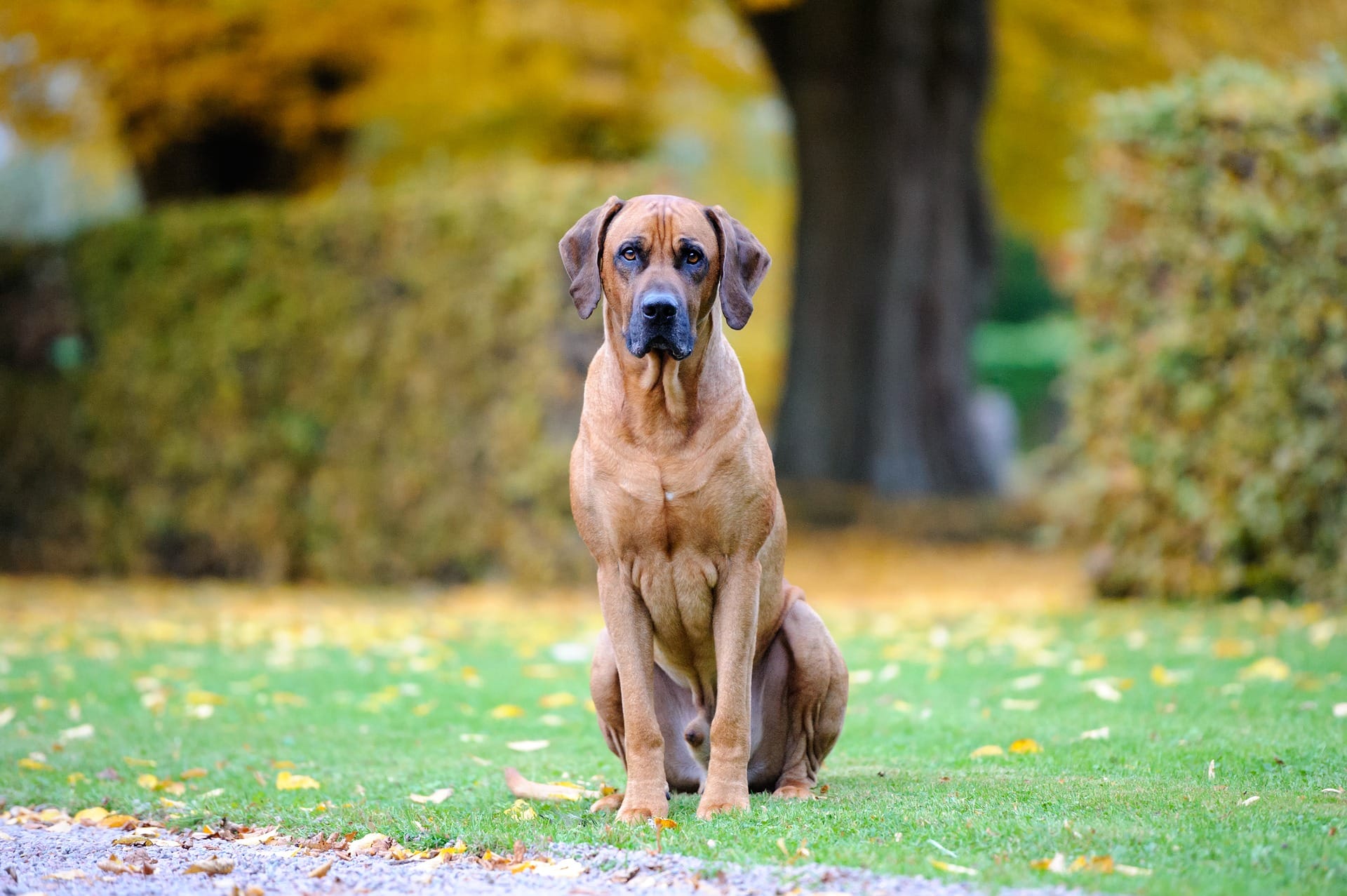 Rhodesian Ridgebacks