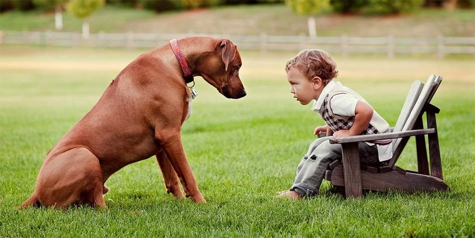 Rhodesian Ridgebacks Good Family Dogs