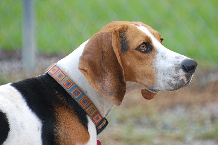 Treeing Walker Coonhounds 