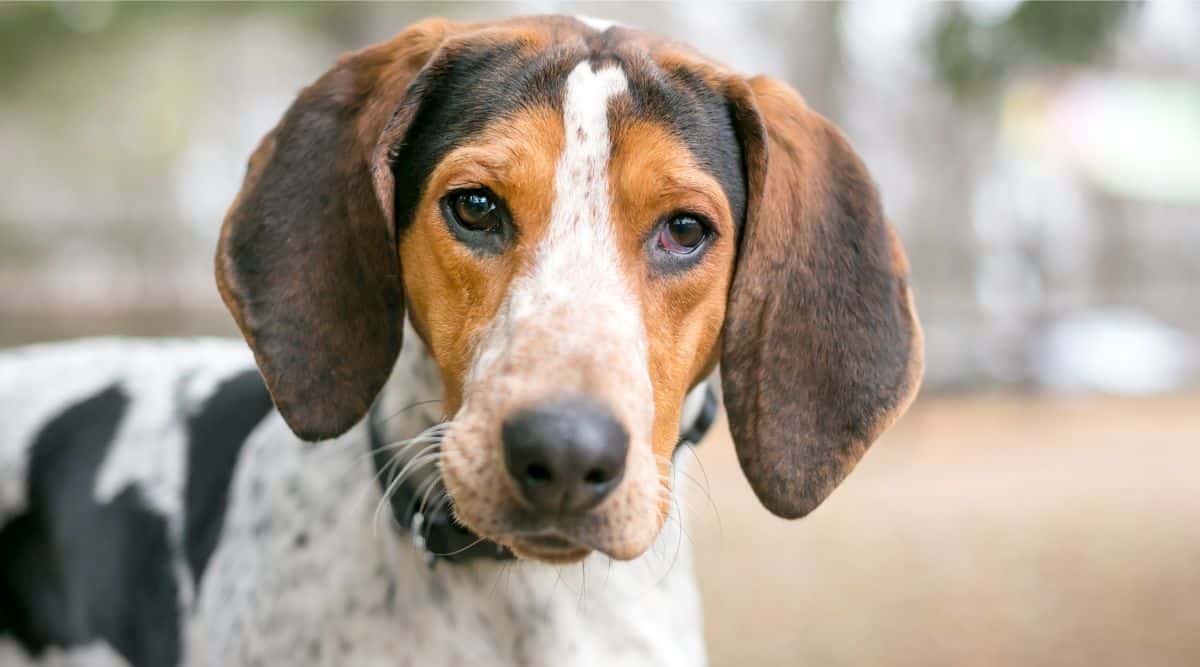 Where are treeing walker coonhounds from