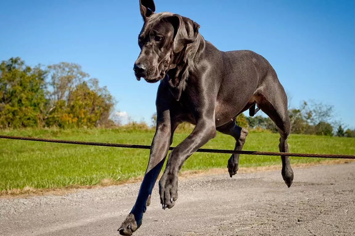  fi gps dog collar