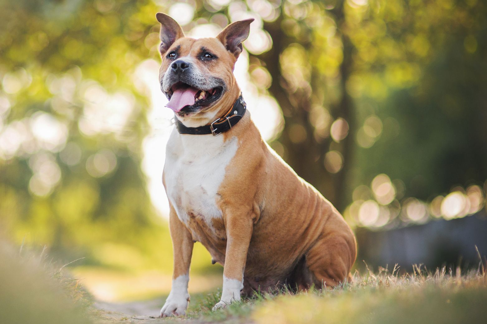 American Staffordshire Terriers 