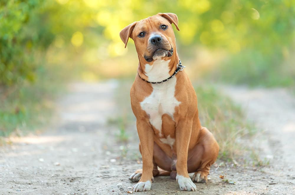 American Staffordshire Terriers