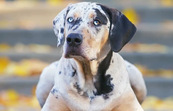 are catahoula leopard dogs rare