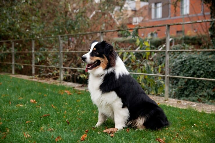 are mini australian shepherd hypoallergenic