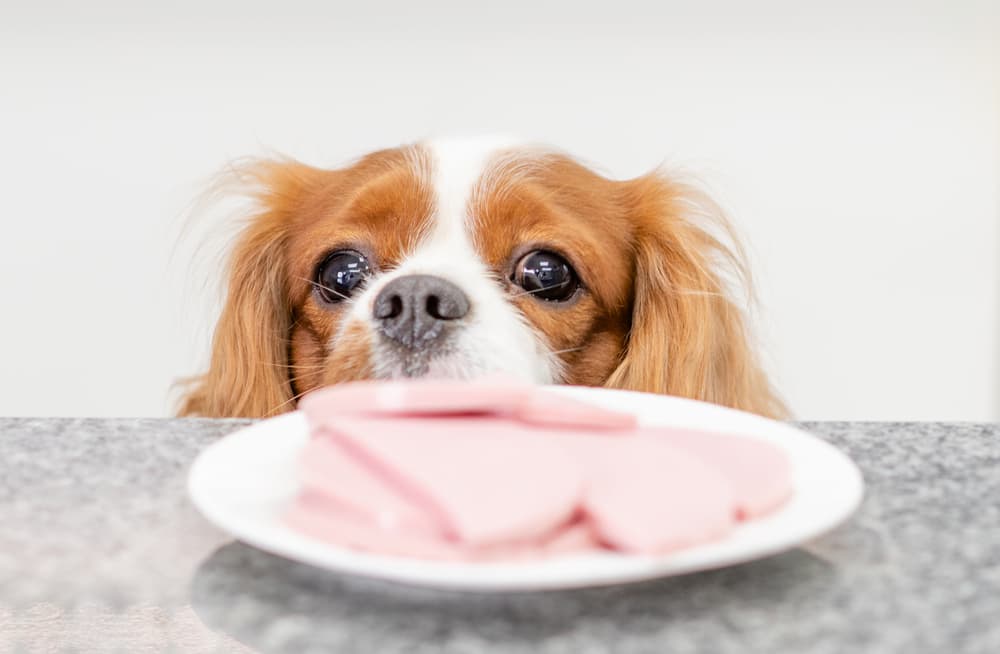 can dogs eat ham