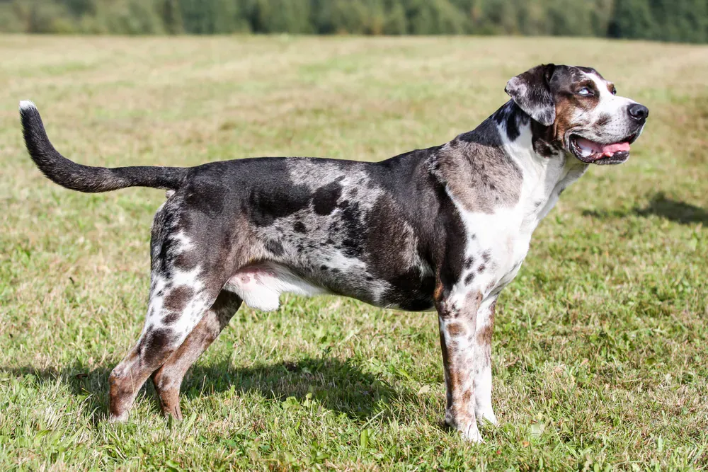 Catahoula Leopard Dogs 