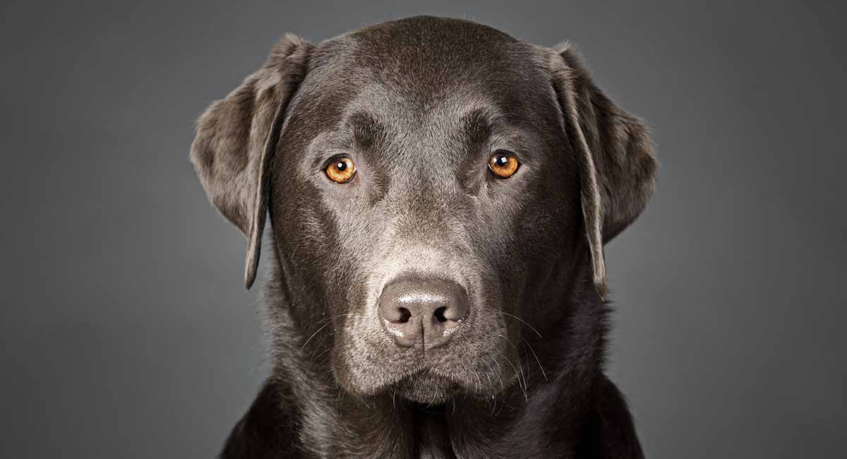 Charcoal Lab Puppies
