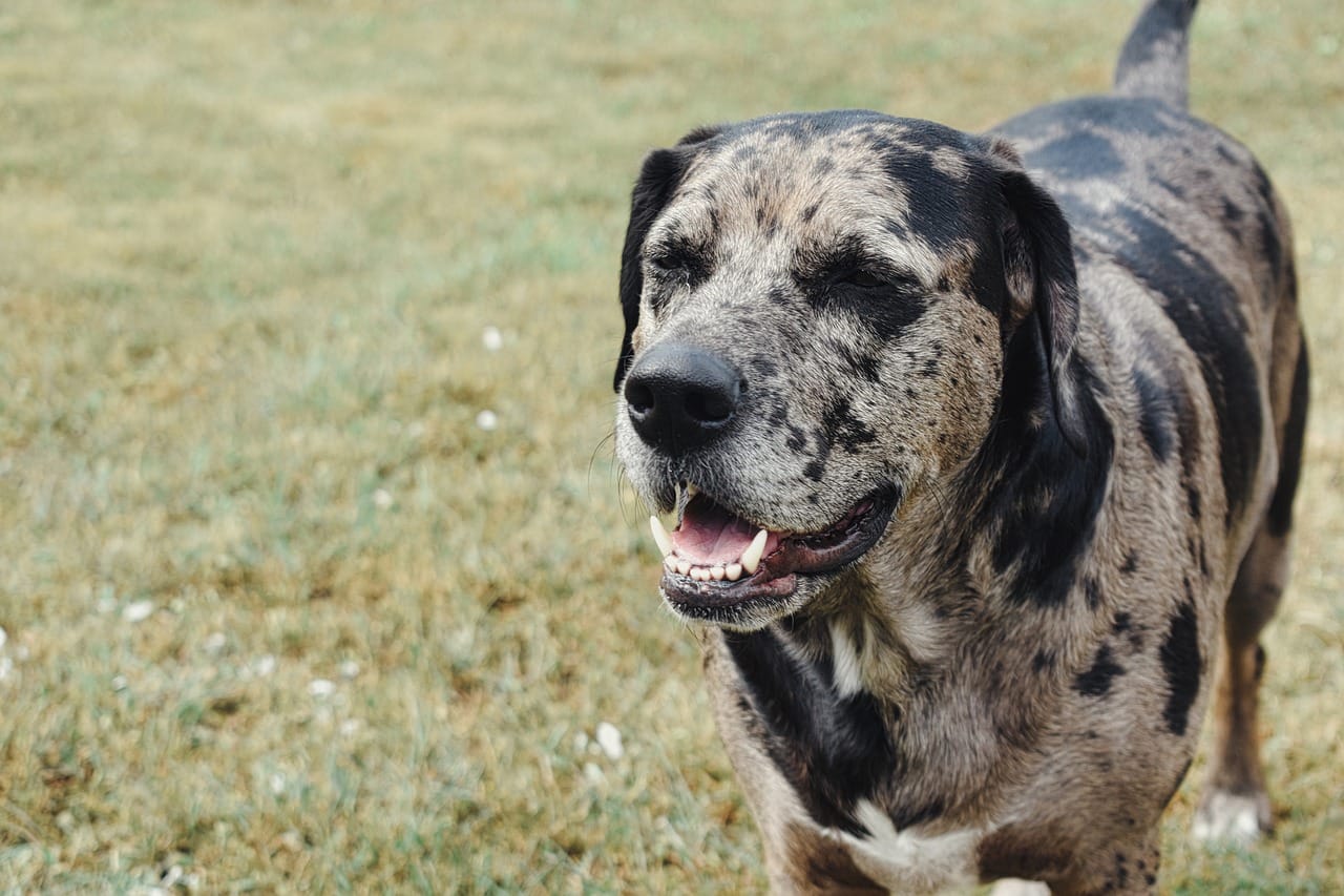 are catahoula leopard dogs aggressive