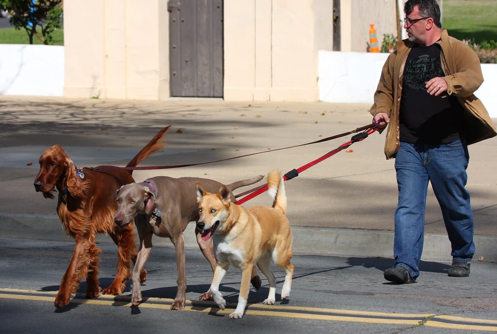 Providence's Pet-Friendly Paths: Walks and Parks for Dogs