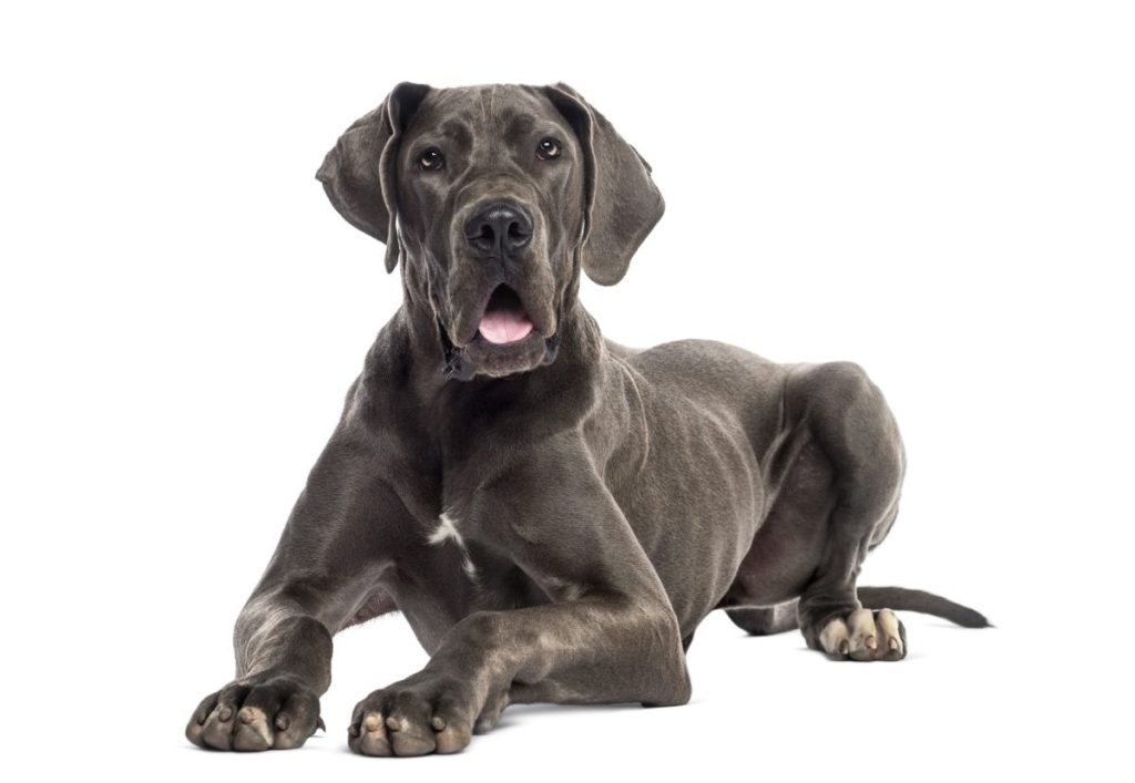 Are Great Danes Good Family Dogs